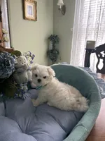 NICO, a male Maltese for sale in Winter Haven, FL – 8 of 10