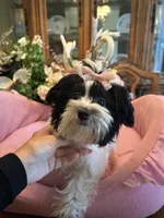 MOLLY, a female Morkie for sale in Winter Haven, FL – 8 of 10