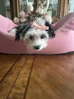 DAISY, a female Morkie for sale in Winter Haven, FL – 9 of 10