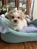 ARCHIE, a male Shih Tzu for sale in Winter Haven, FL – 4 of 10