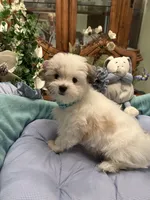 GIOVANNI, a male Morkie for sale in Winter Haven, FL – 5 of 8