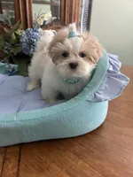 ARCHIE, a male Shih Tzu for sale in Winter Haven, FL – 10 of 10