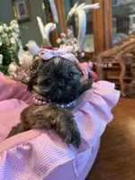 JASMINE, a female Shih Tzu for sale in Winter Haven, FL – 3 of 10