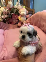 HAZEL, a female Shih Tzu for sale in Winter Haven, FL – 3 of 8