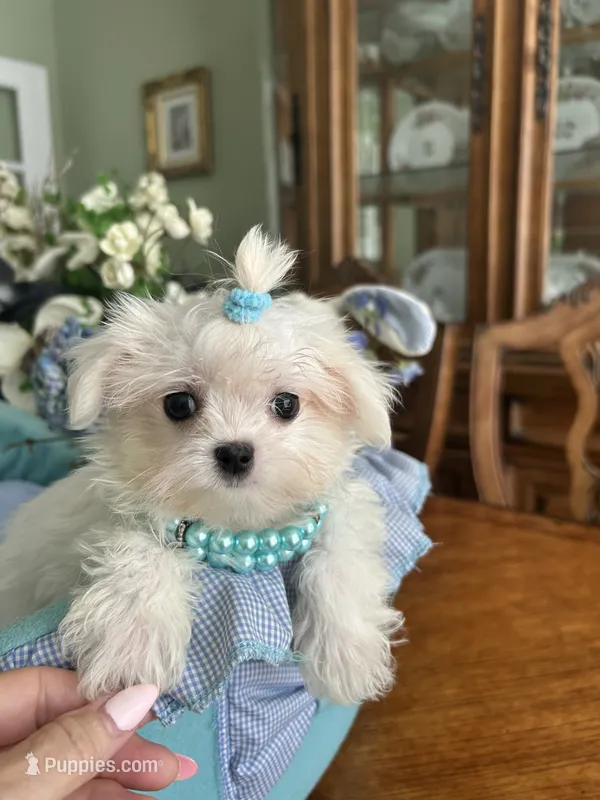 TINY VALENTINO – Maltese puppy for sale in Winter Haven, FL