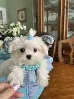 TINY VALENTINO, a male Maltese for sale in Winter Haven, FL – 1 of 8