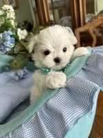 GABRIELLE, JR, a male Maltese for sale in Winter Haven, FL – 1 of 10