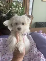 JASPER, a male Morkie for sale in Winter Haven, FL – 7 of 10