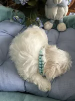 NICO, a male Maltese for sale in Winter Haven, FL – 7 of 10
