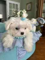 TINY VALENTINO, a male Maltese for sale in Winter Haven, FL – 3 of 8