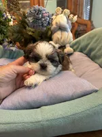 HARLEY, a male Shih Tzu for sale in Winter Haven, FL – 5 of 10