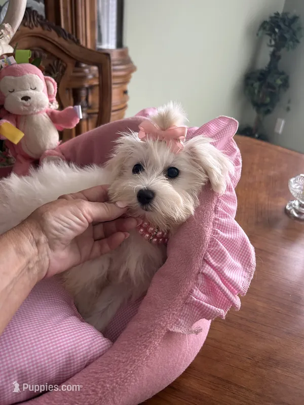 ANNIE – Maltese puppy for sale in Winter Haven, FL