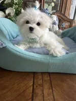 GORGEOUS MAXWELL!, a male Maltese for sale in Winter Haven, FL – 3 of 10