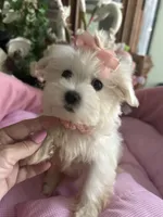 SOPHIE, a female Maltese for sale in Winter Haven, FL – 8 of 10