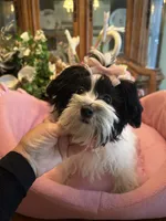 MOLLY, a female Morkie for sale in Winter Haven, FL – 3 of 10