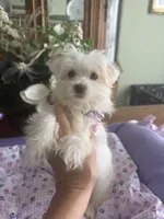 JASPER, a male Morkie for sale in Winter Haven, FL – 8 of 10