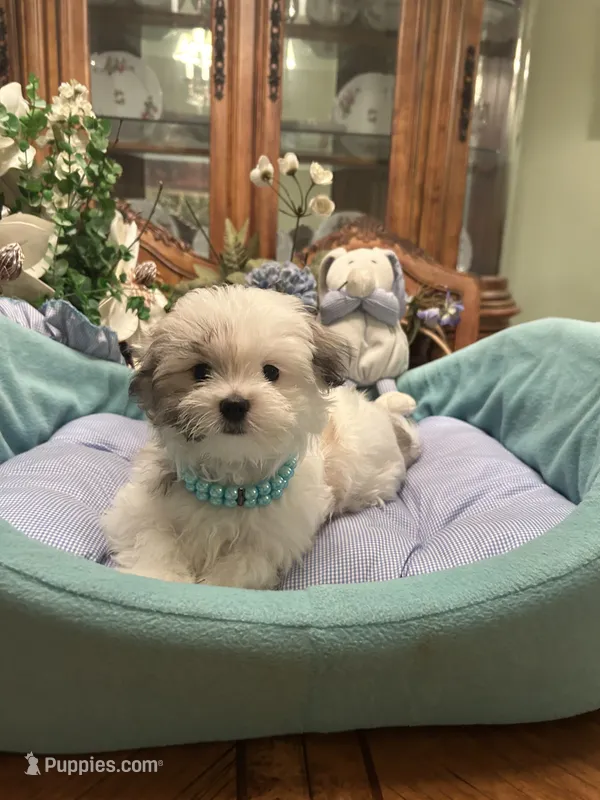 GIOVANNI – Morkie puppy for sale in Winter Haven, FL
