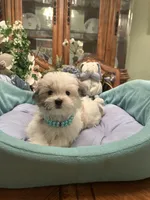 GIOVANNI, a male Morkie for sale in Winter Haven, FL – 1 of 8
