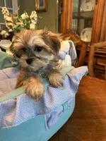 JASPER, a male Morkie for sale in Winter Haven, FL – 8 of 8