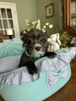 OLLIE, a male Morkie for sale in Winter Haven, FL – Photo 6 of 10
