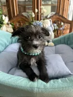 OLLIE, a male Morkie for sale in Winter Haven, FL – Photo 3 of 10