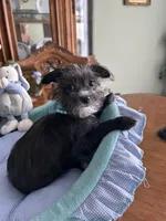 OLLIE, a male Morkie for sale in Winter Haven, FL – Photo 4 of 10