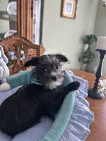 OLLIE, a male Morkie for sale in Winter Haven, FL – Photo 2 of 10