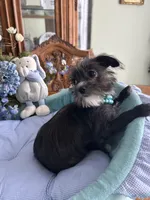 OLLIE, a male Morkie for sale in Winter Haven, FL – Photo 10 of 10