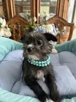 OLLIE, a male Morkie for sale in Winter Haven, FL – Photo 8 of 10