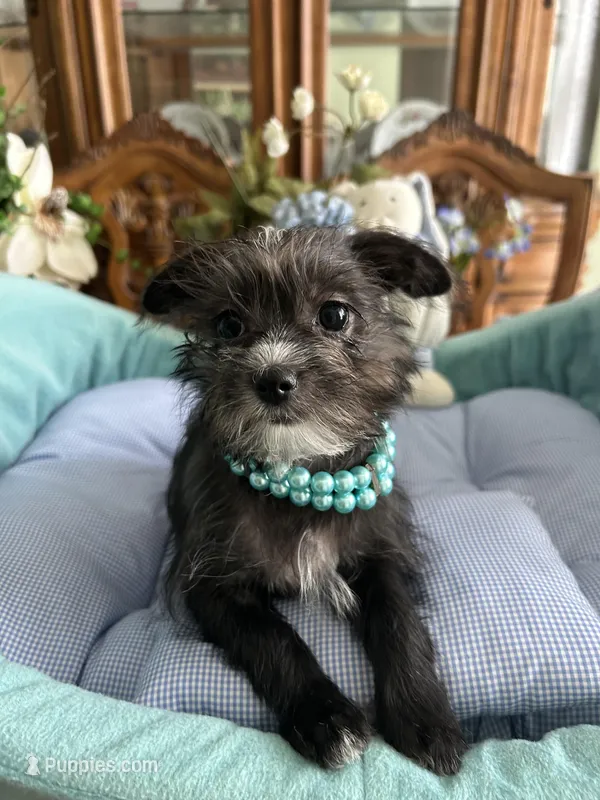 OLLIE – Morkie puppy for sale in Winter Haven, FL