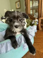 OLLIE, a male Morkie for sale in Winter Haven, FL – Photo 5 of 10