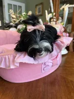 MIA, a female Morkie for sale in Winter Haven, FL – 3 of 10