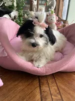 BELLA, a female Morkie for sale in Winter Haven, FL – 5 of 10