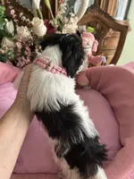 Sophie, a female Morkie for sale in Winter Haven, FL – Photo 7 of 10