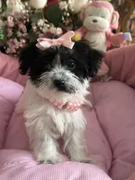 Sophie, a female Morkie for sale in Winter Haven, FL – Photo 2 of 10