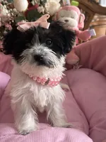 Sophie, a female Morkie for sale in Winter Haven, FL – Photo 5 of 10