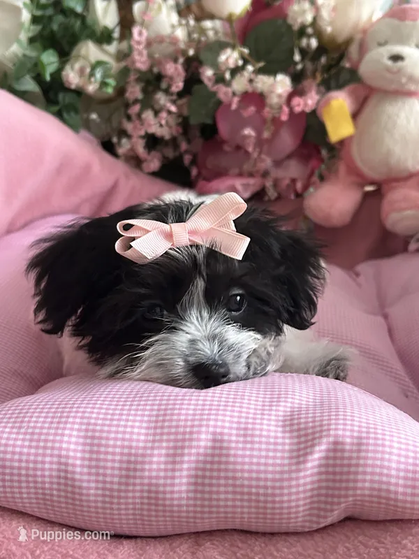 Sophie, a female Morkie for sale in Winter Haven, FL – Photo 1 of 10