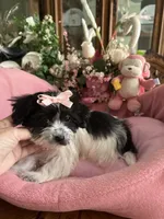 Sophie, a female Morkie for sale in Winter Haven, FL – Photo 9 of 10