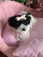 Sophie, a female Morkie for sale in Winter Haven, FL – Photo 6 of 10