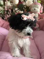 Sophie, a female Morkie for sale in Winter Haven, FL – Photo 4 of 10