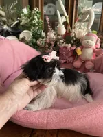 Sophie, a female Morkie for sale in Winter Haven, FL – Photo 10 of 10