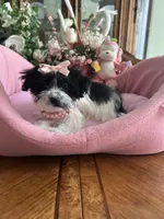 Sophie, a female Morkie for sale in Winter Haven, FL – Photo 8 of 10