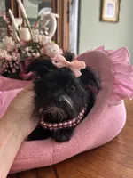 LUCY, a female Morkie for sale in Winter Haven, FL – 5 of 10