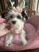 DAISY, a female Morkie for sale in Winter Haven, FL – 6 of 10