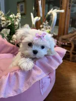 ANGELICA, a female Maltese for sale in Winter Haven, FL – 7 of 9