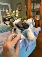 HARLEY, a male Shih Tzu for sale in Winter Haven, FL – 2 of 10