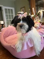 MOLLY, a female Morkie for sale in Winter Haven, FL – 10 of 10