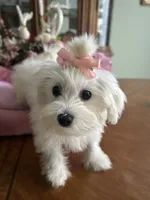 ANNIE, a female Maltese for sale in Winter Haven, FL – 7 of 10