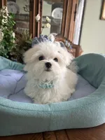 GORGEOUS MAXWELL!, a male Maltese for sale in Winter Haven, FL – 9 of 10