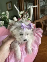 T - CUP JINNY, a female Morkie for sale in Winter Haven, FL – 7 of 10